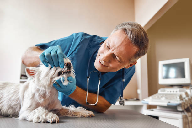 Best Emergency Root Canal Treatment in Stevensville, MI